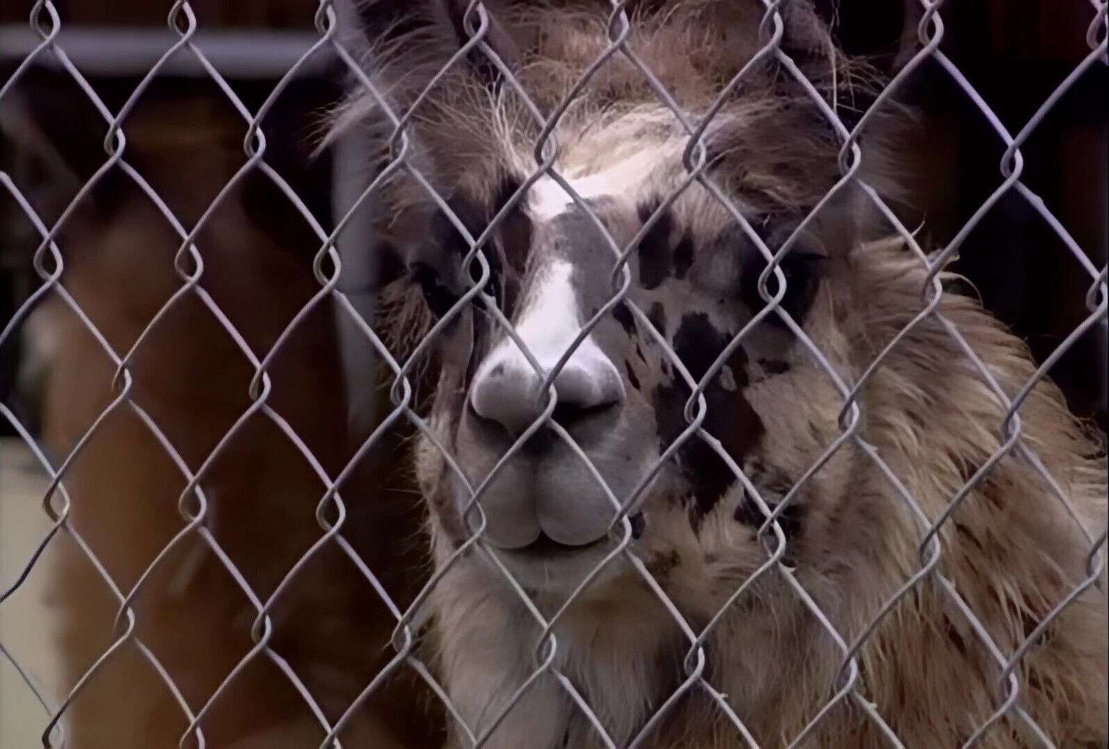 Extreme Ride with Divine Beauty 