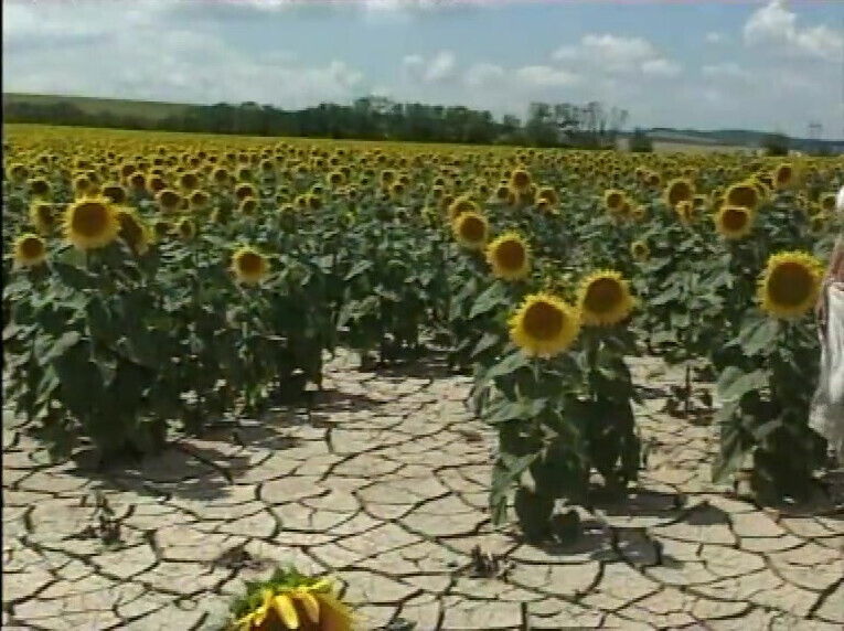 Gorgeous Blondes Plays in a Cornfield