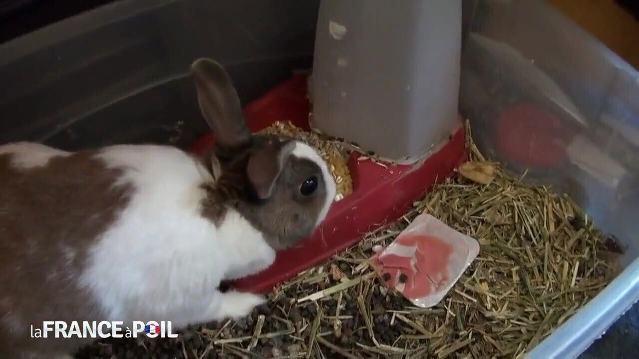 Ebony MILF Fucks Voyeur From the Park