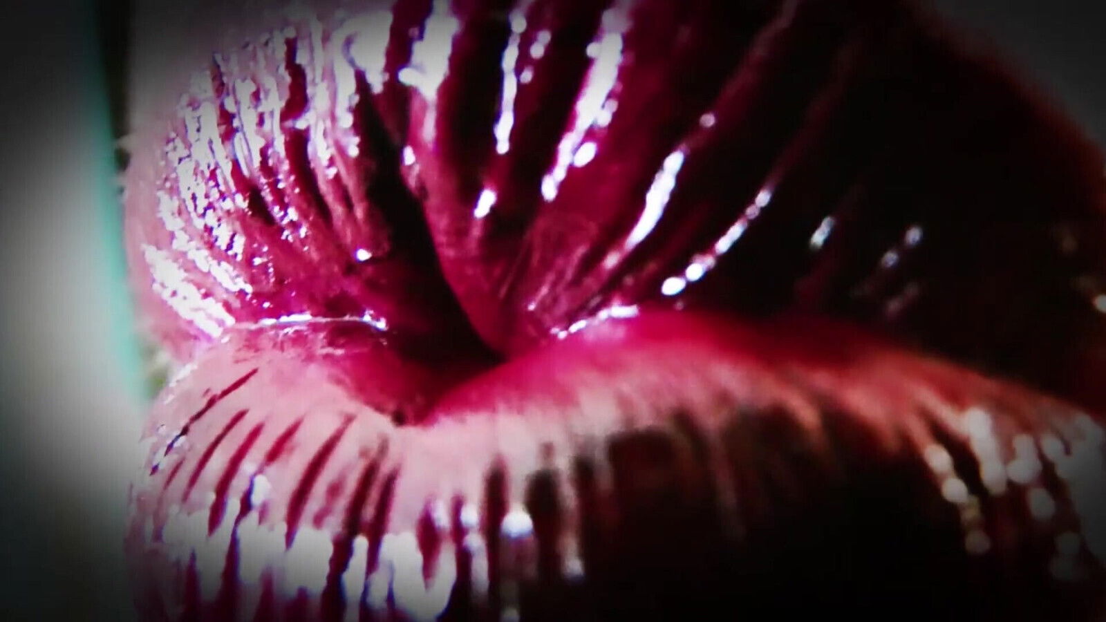 Compelled Into Kissing (part5)