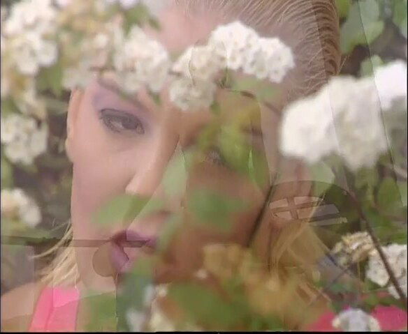 vanda vitus [classic]