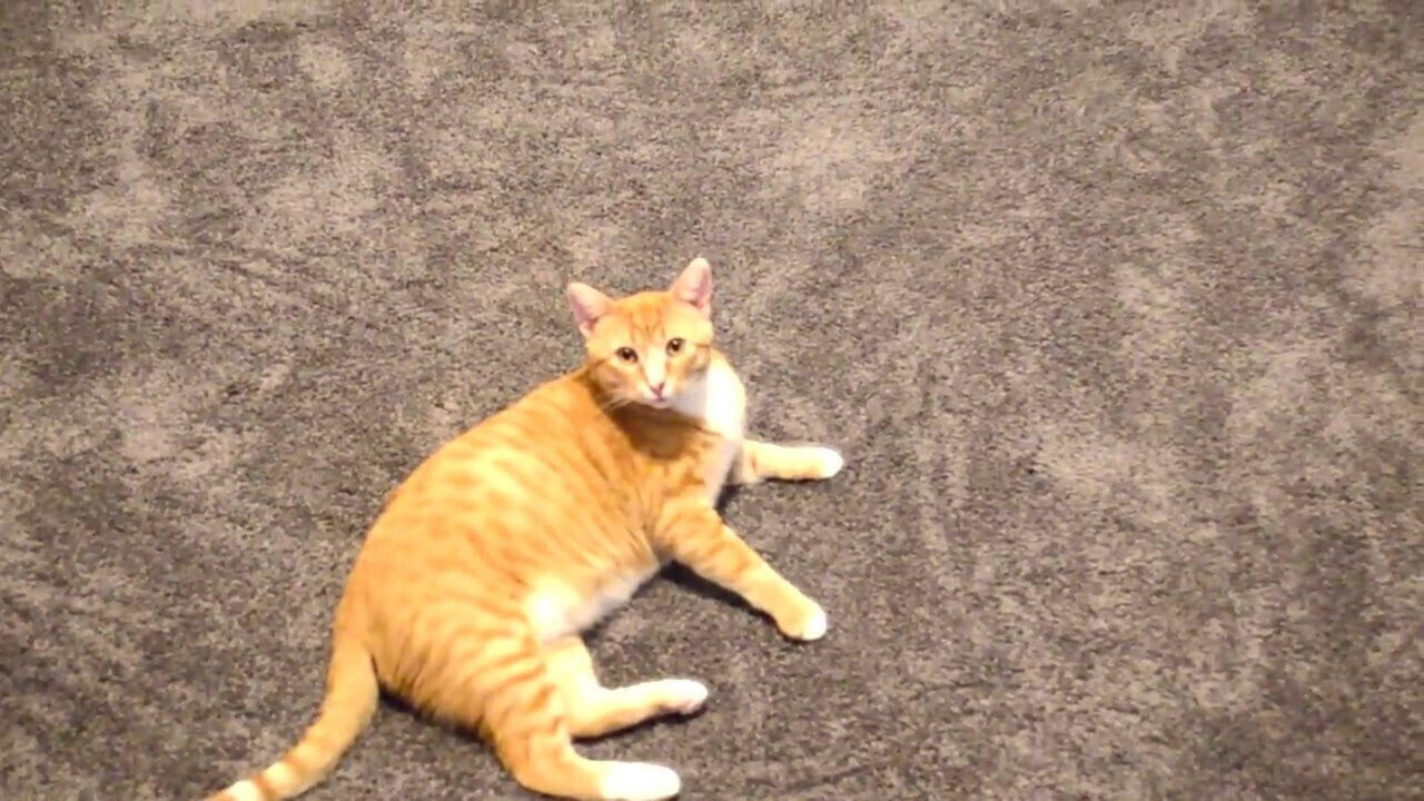 Big ass and Titties Dance