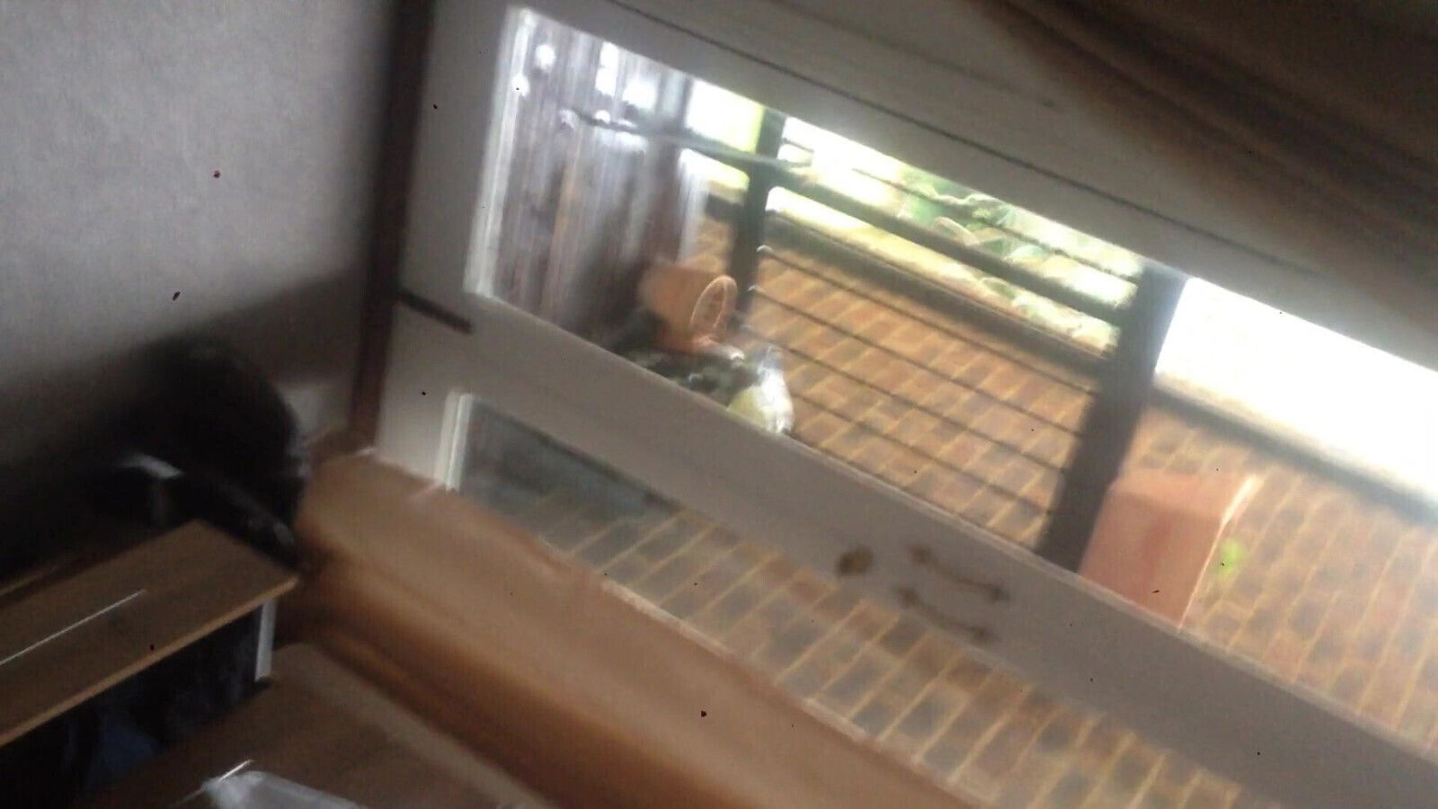 mauritian sucked norwegian girl