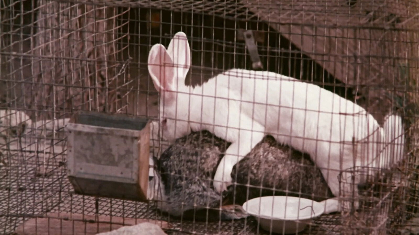 Rated Classic Restoration