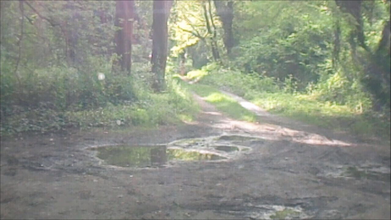 aurelia slut wood road