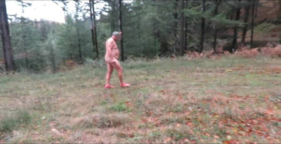 truie abandonnee poil dans bois