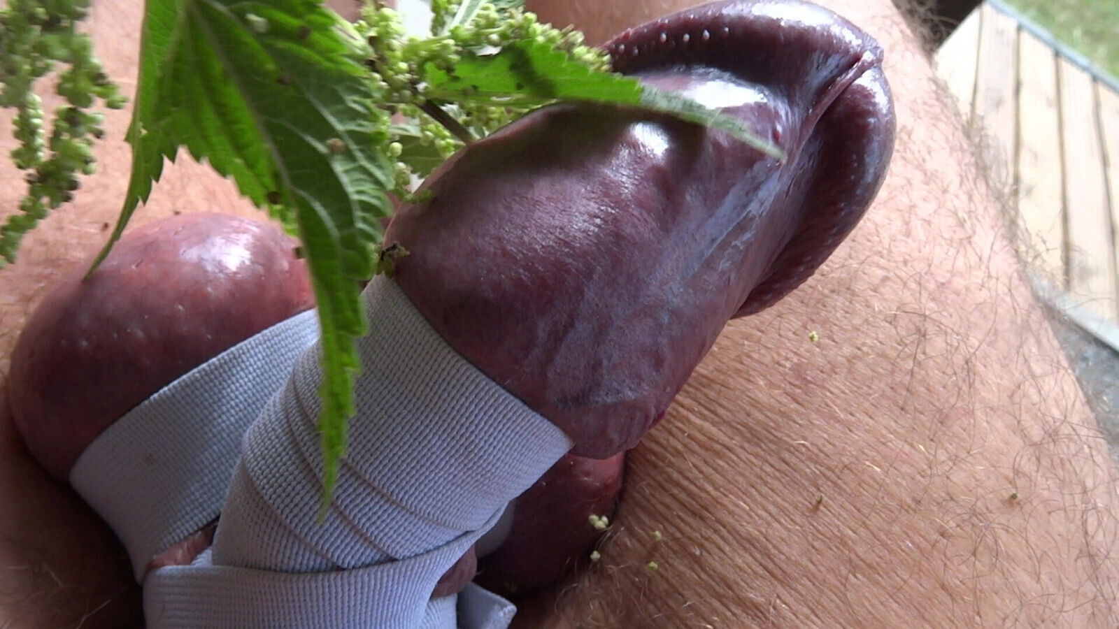 BDSM, Tortur, Penis with stinging nettles