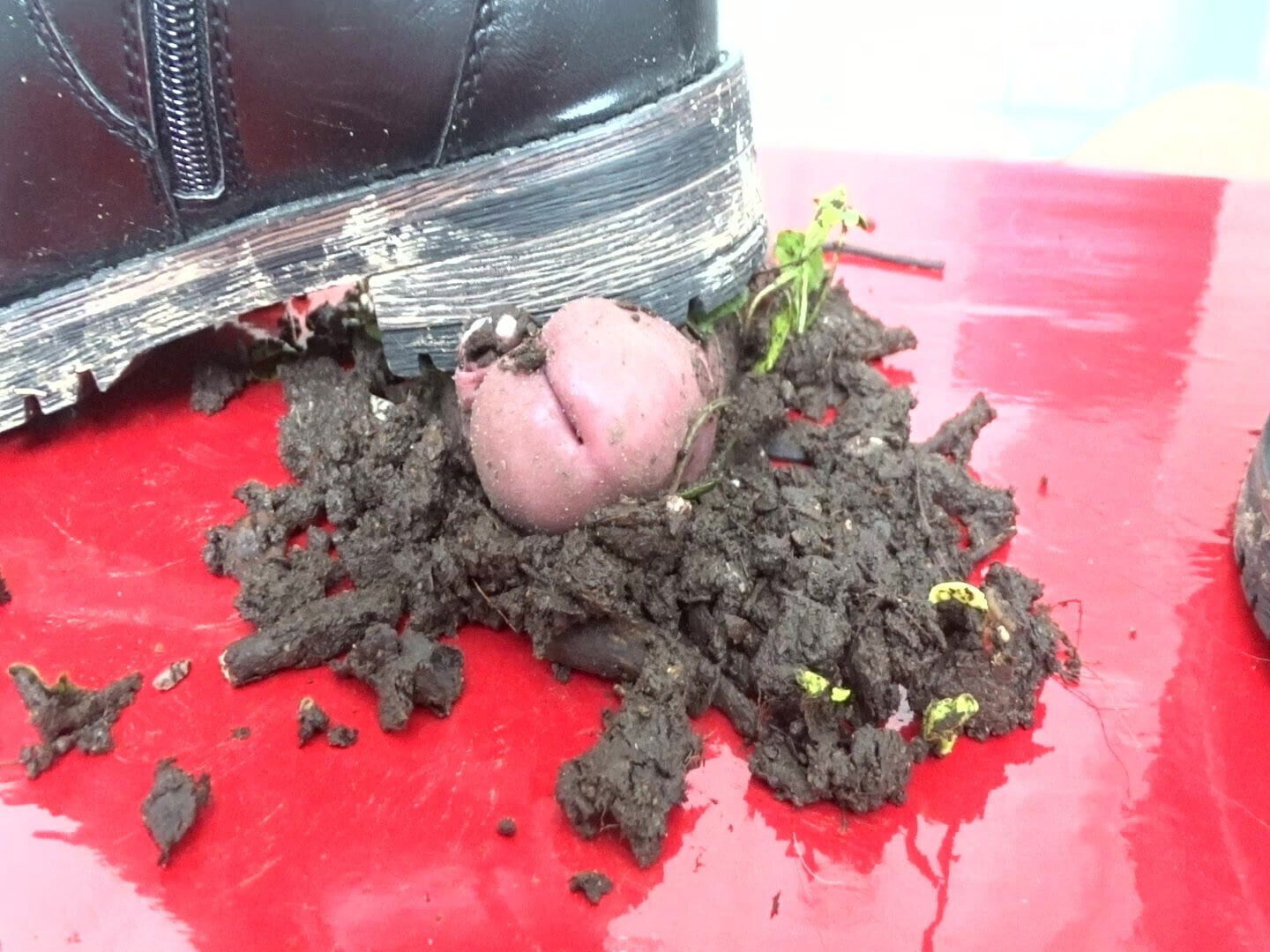 Auf dem Cockboard in den Dreck getreten....