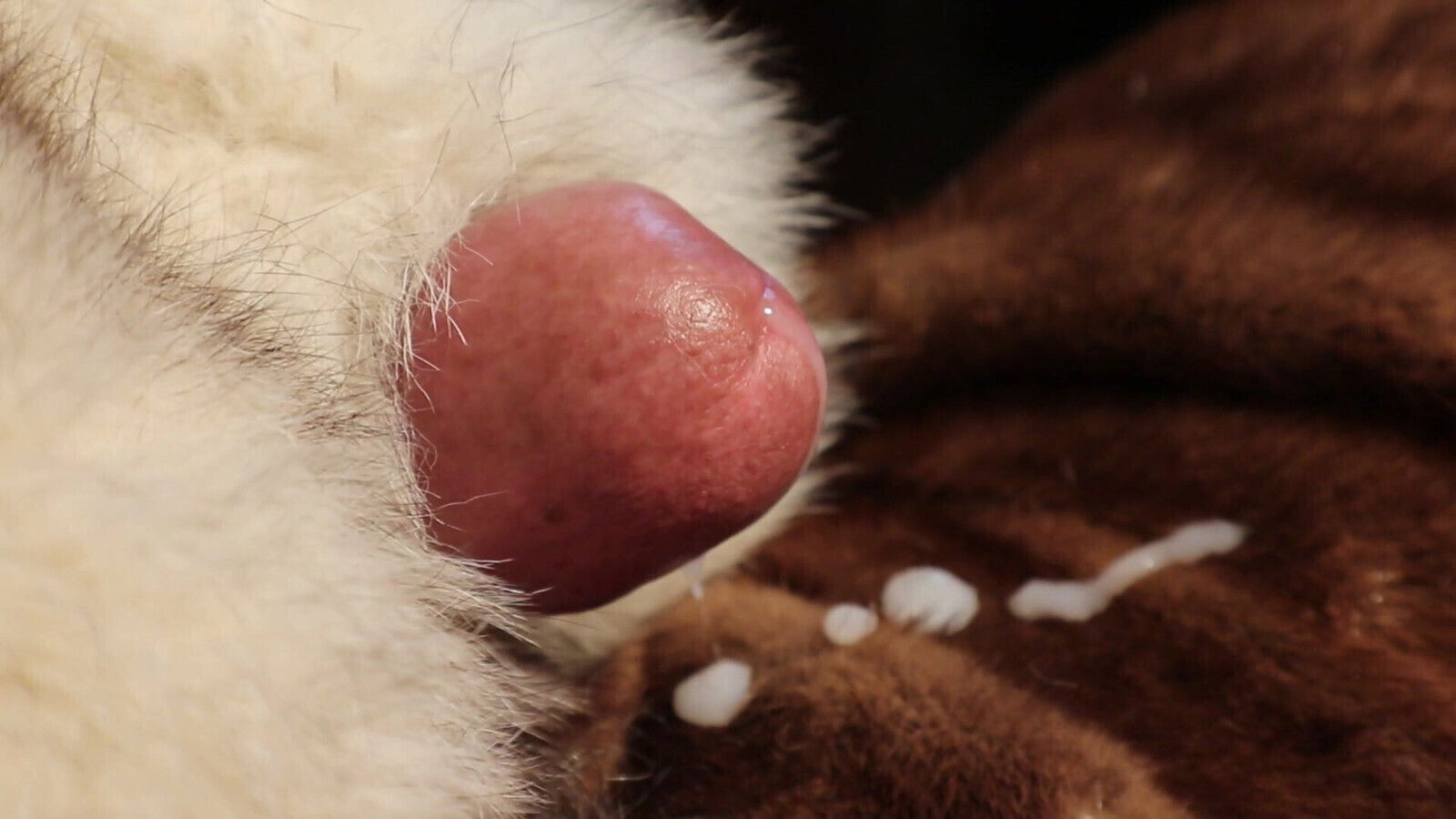 Cum on mink fur
