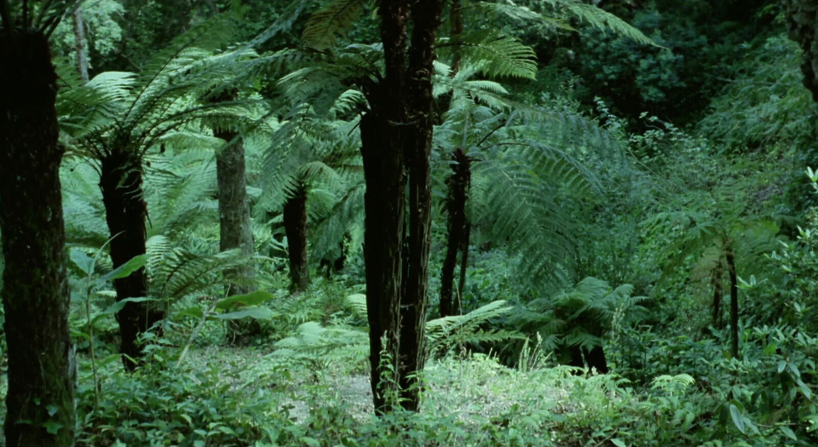 Frauen Liebeslager (Remastered)