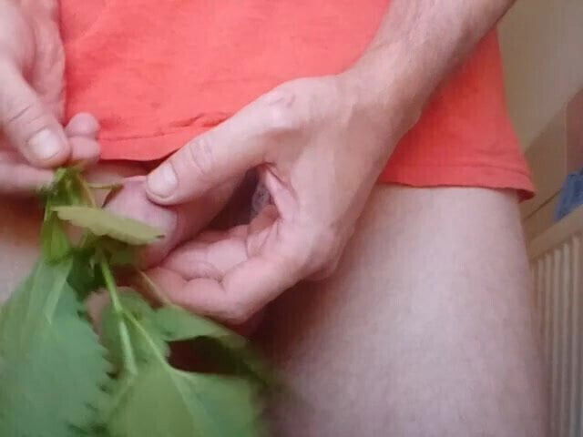 Jens11 Nettle Precum