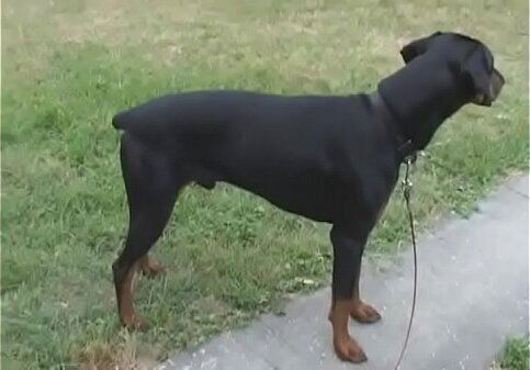 Beautiful Mandy blows before doggy