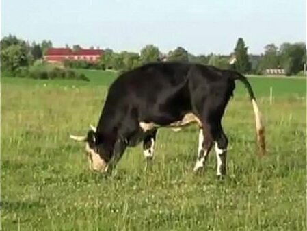 Sudden Dream (censored version)