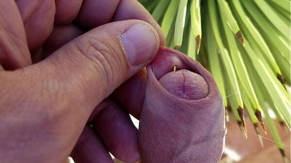 Self foreskin playpiercing with agave thorn desert