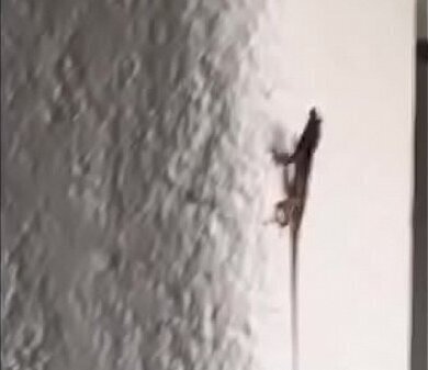 Lagartijas valientes cogen pared