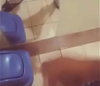 Chibolo quiere tirar