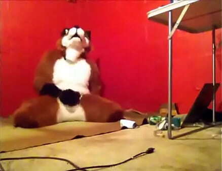 Foxy having some fun.