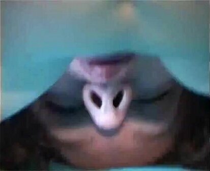 hairy amature couple fucking