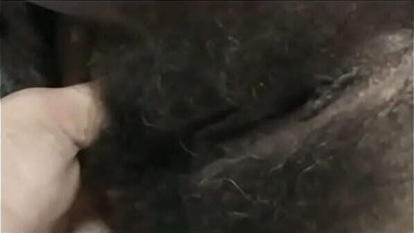 Morena Peluda Bucetuda