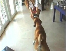 Gauge please extremely collectors clip1