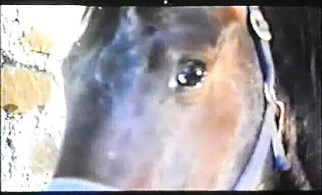 L'Amore bestia (1985)