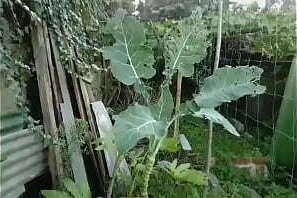 Cinema Arte Lindas belas bonitas mulheres meninas beautiful wonderful girls ladies mulheres nuas mamas tetas boobs natural nude couves praia beach