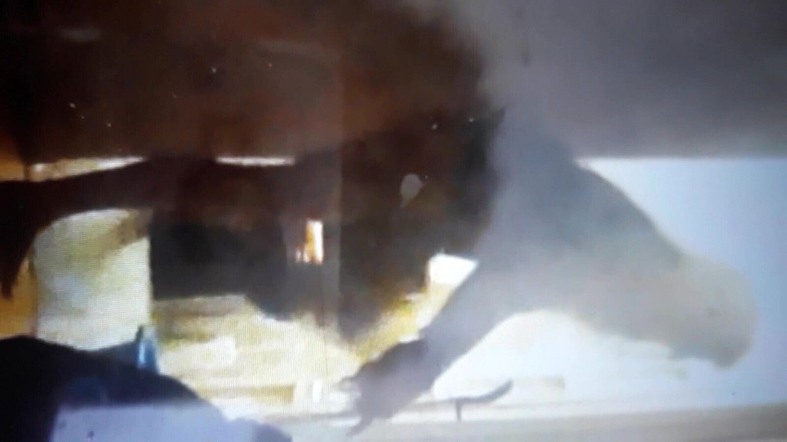 tall German woman made strip