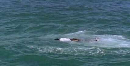 Carmen Electra Pacific Blue