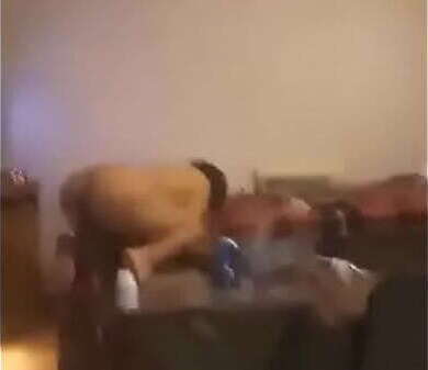 Redbone Buffalo galeah