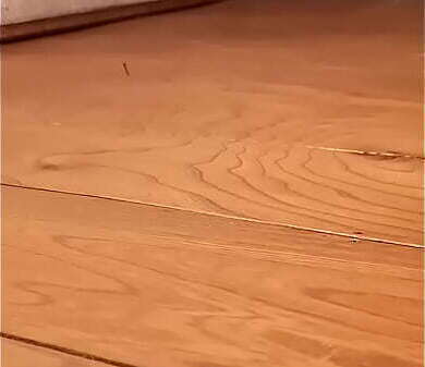 Neighbors fucking, moaning