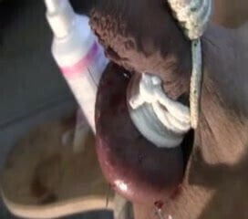 extreme session needles enogar masters