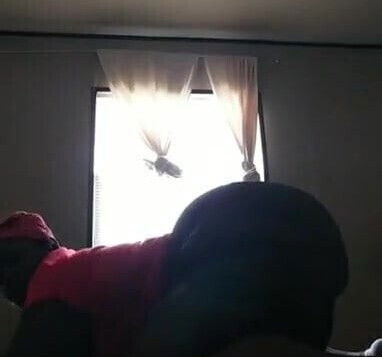 ebony back arched ready