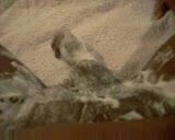 Watch as I shave this Chocolate Cock