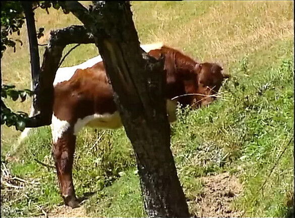 Highlander full German movie