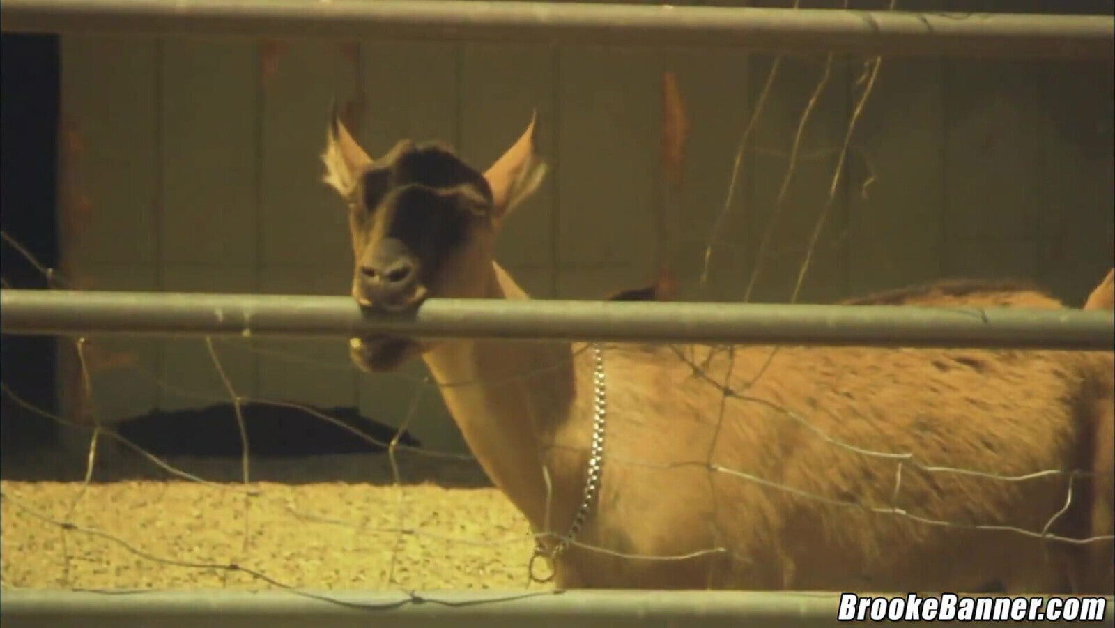 Brooke Banner. year fucks stepdad shoots load