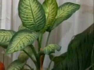 Hairy German Grennie