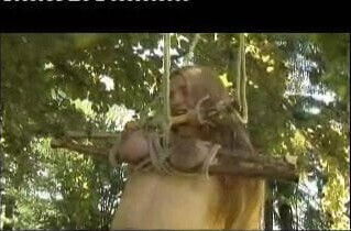 tits tied in the woods