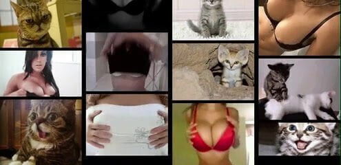 Titties and Kitties! tittiesnkitties