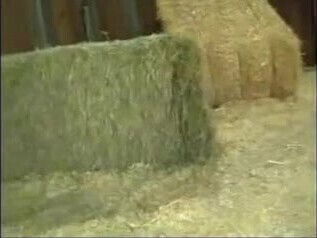 Multiple Interracial Creampie