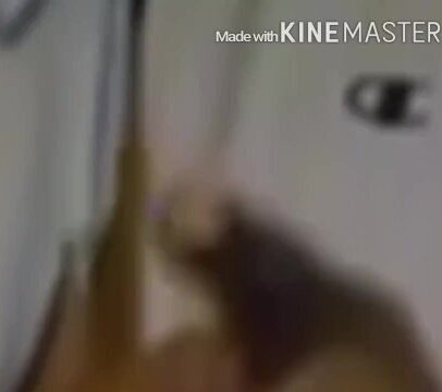 The Adventures of 25 Karat Snook the Coochie Crook