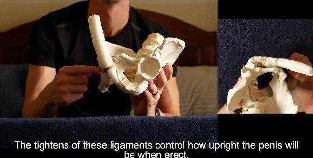 Penis Ligaments Erection Angle: demonstration stretching explained