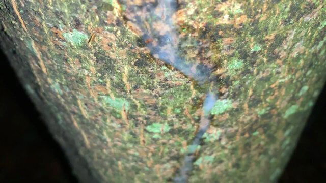 Cumshot tree close look fresh load