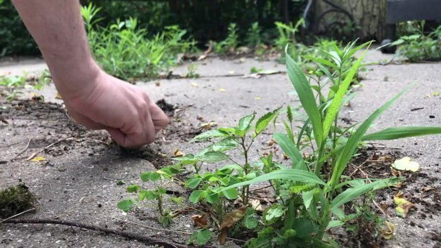 stud goes dirty crack