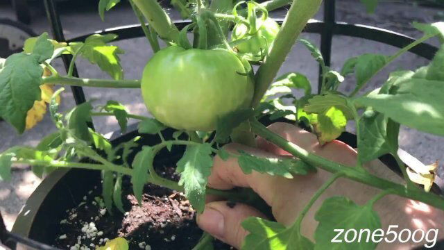 Potted MILFs worked over