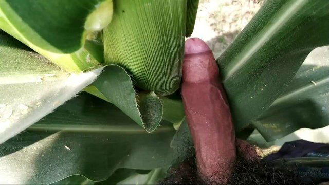 playing with cocks outdoor