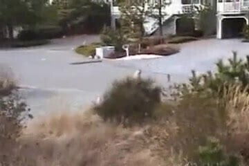 Cute blonde fucks her neighbor