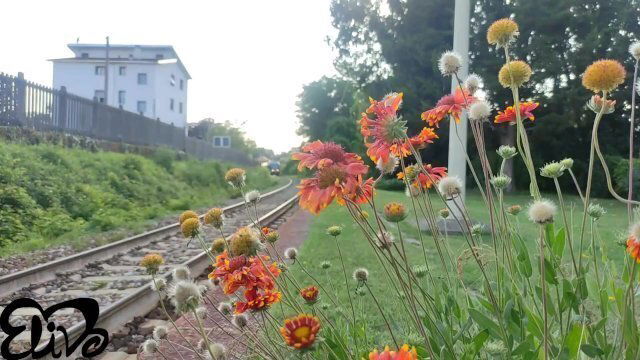 Tornati dalla gita MASSAGGIATRICE olea grande cazzo caucasico ragazzo