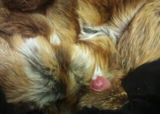 come (cum) on (in) fur coat 2