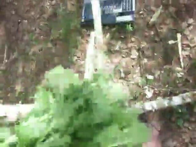 with nettle juniper branch