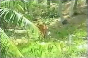 Sex for Giant Tits Babe on Beach BVR